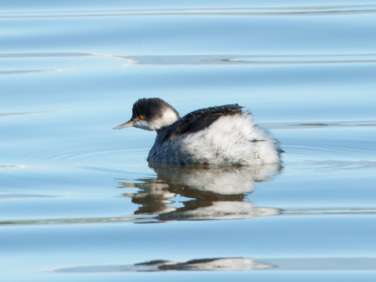 Grèbe à cou noir - ML646029597