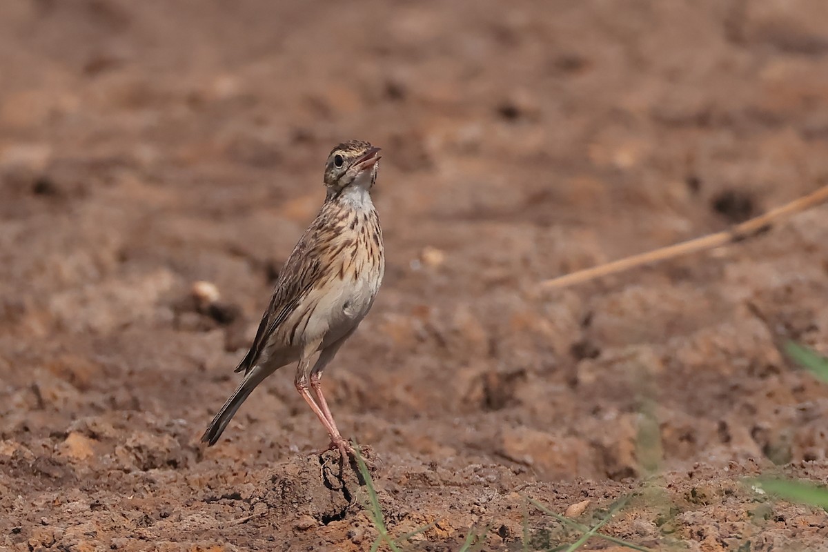 australiapiplerke - ML646029599