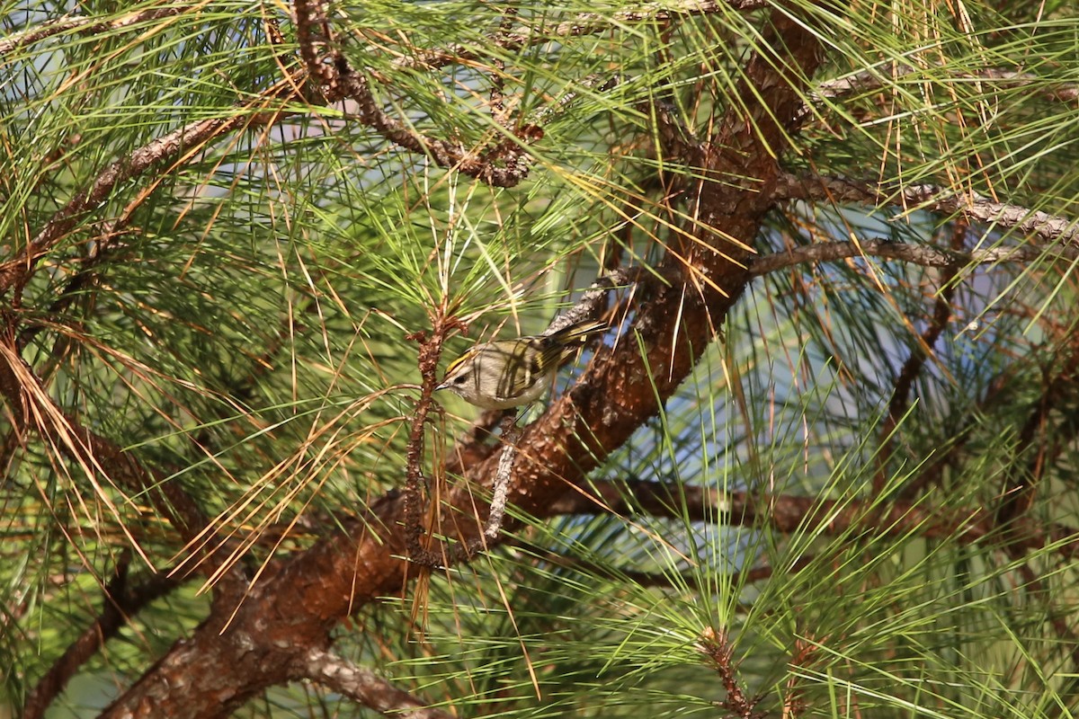 アメリカキクイタダキ - ML646029605