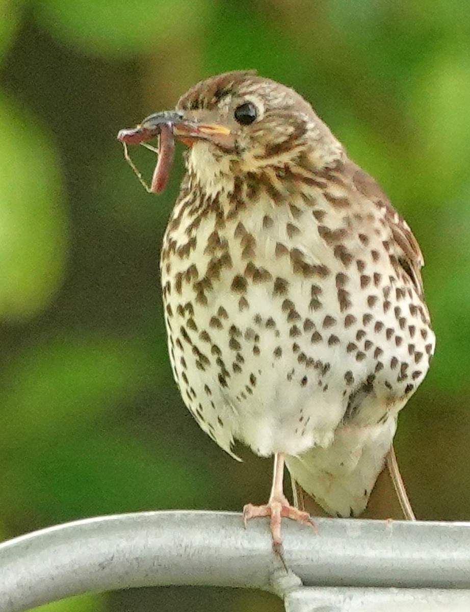 drozd zpěvný - ML646029611