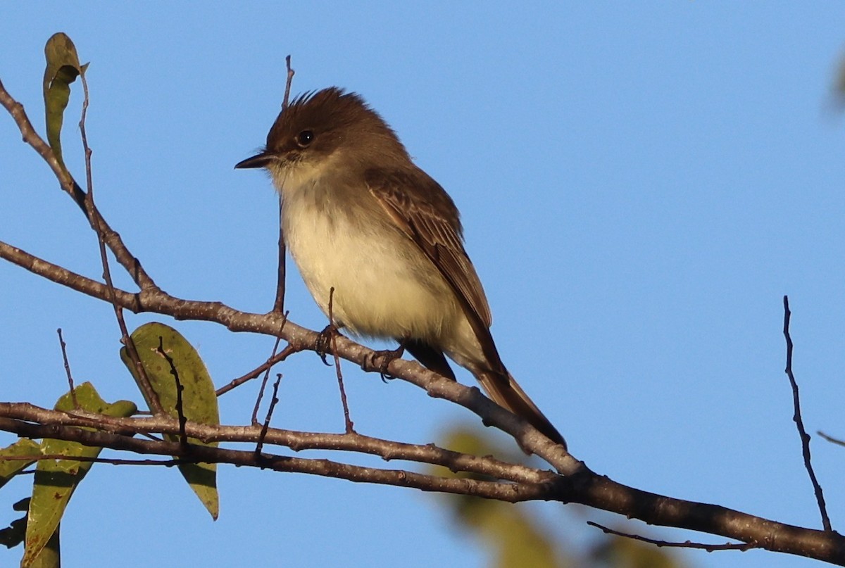 tyranovec domácí - ML646029616