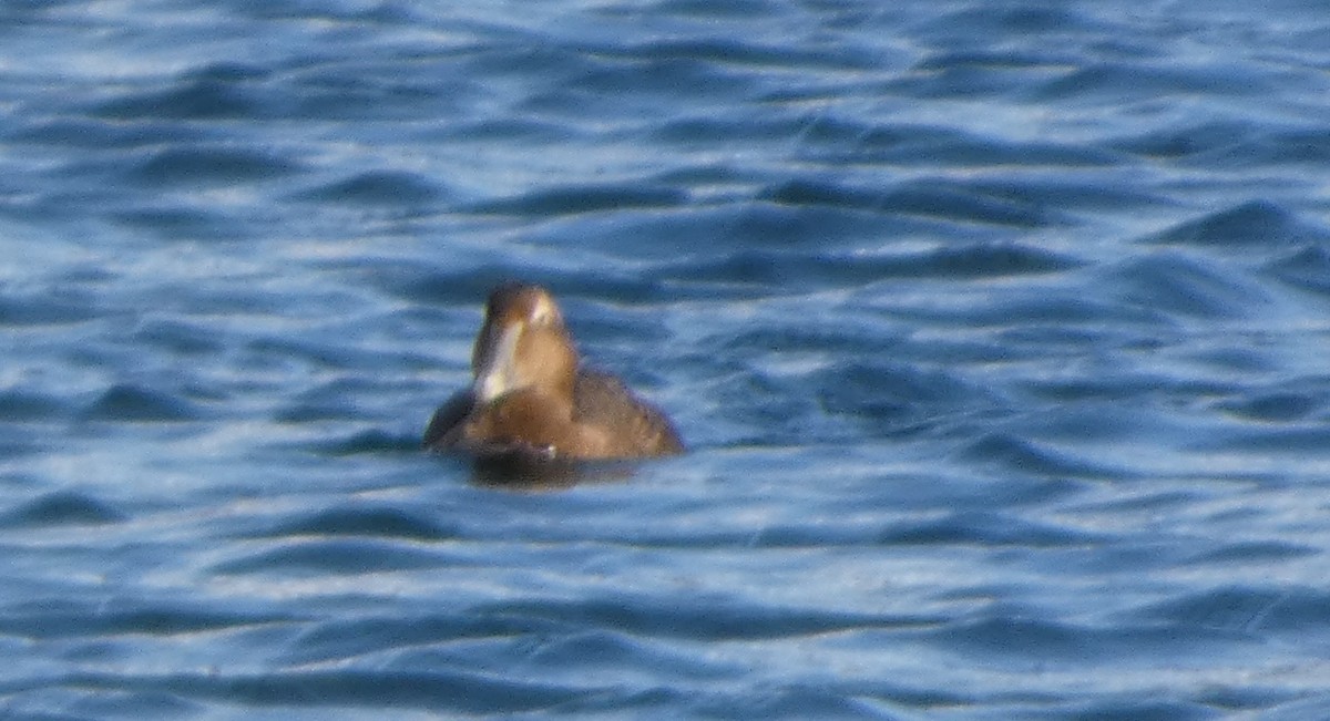 kajka mořská - ML646029617