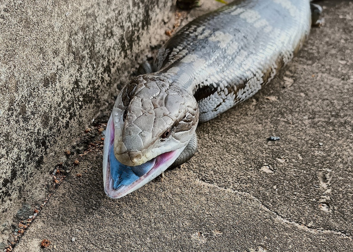 ハスオビアオジタトカゲ - ML646029618