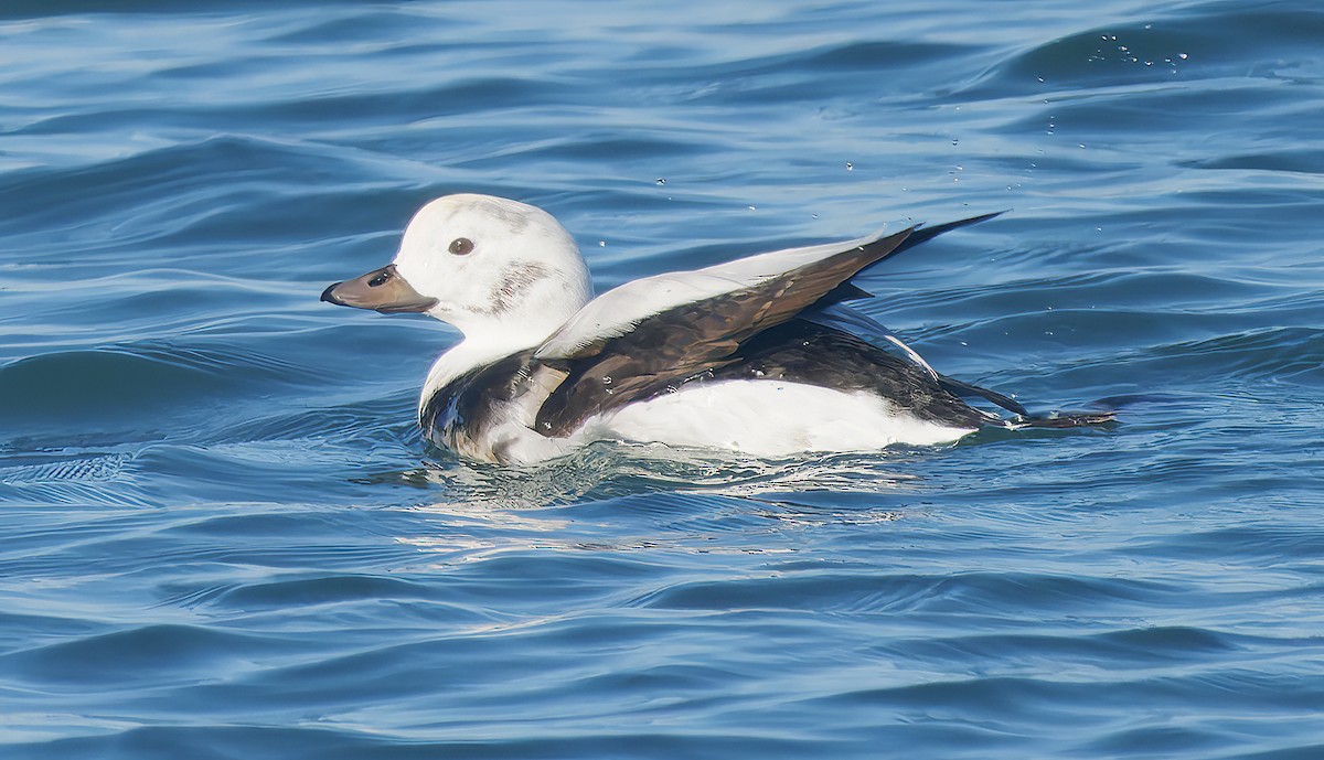 hoholka lední - ML646029619