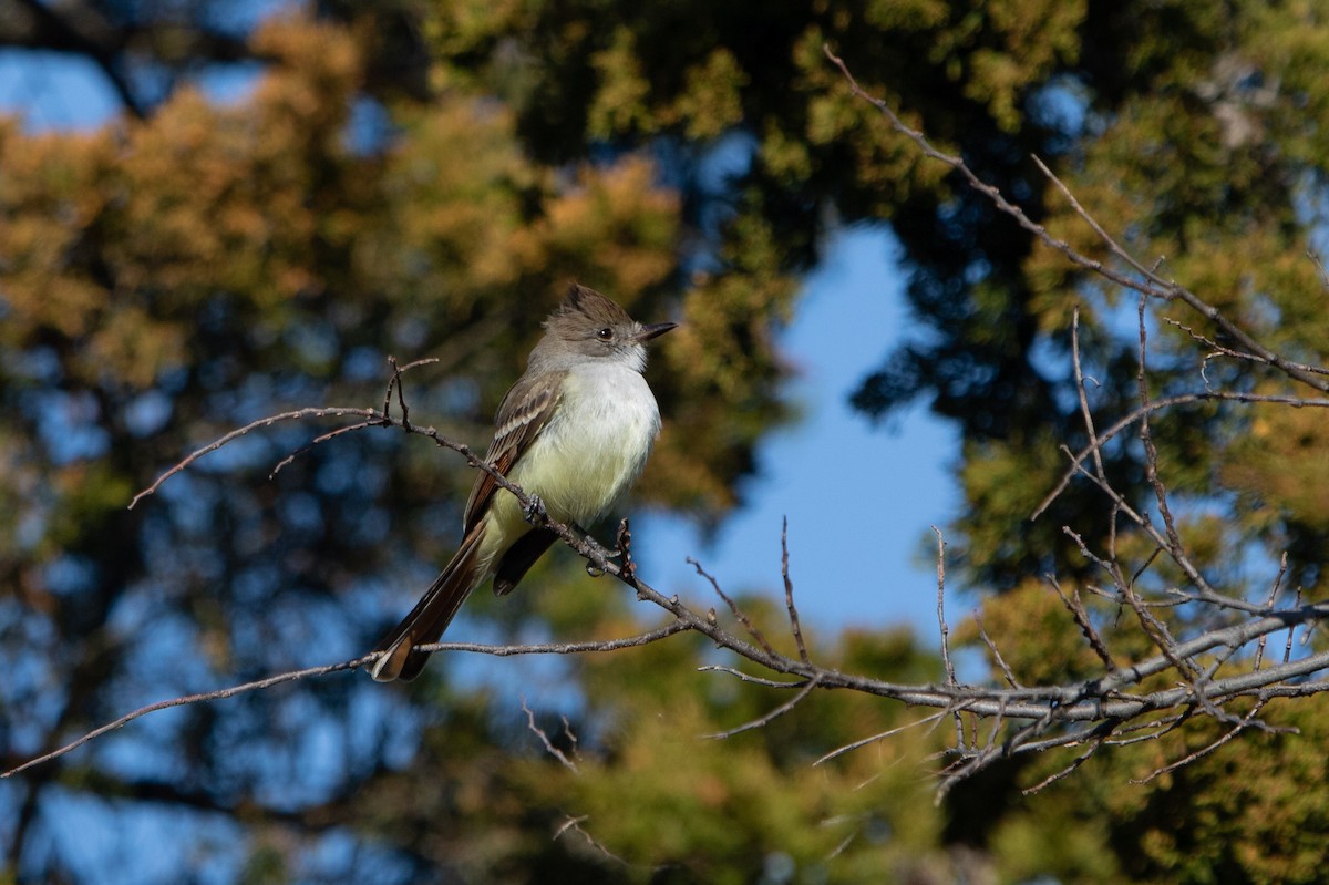 Ash-throated Flycatcher - ML646029620