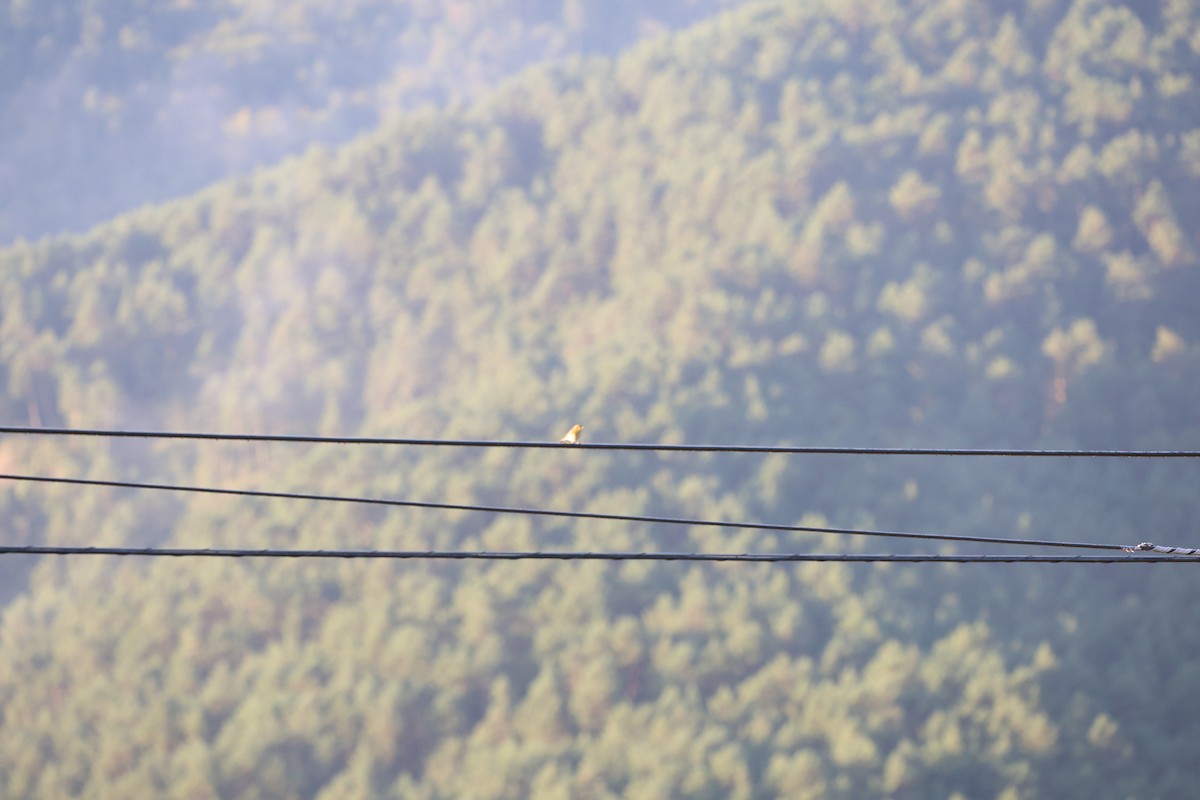 budníček menší - ML646029621