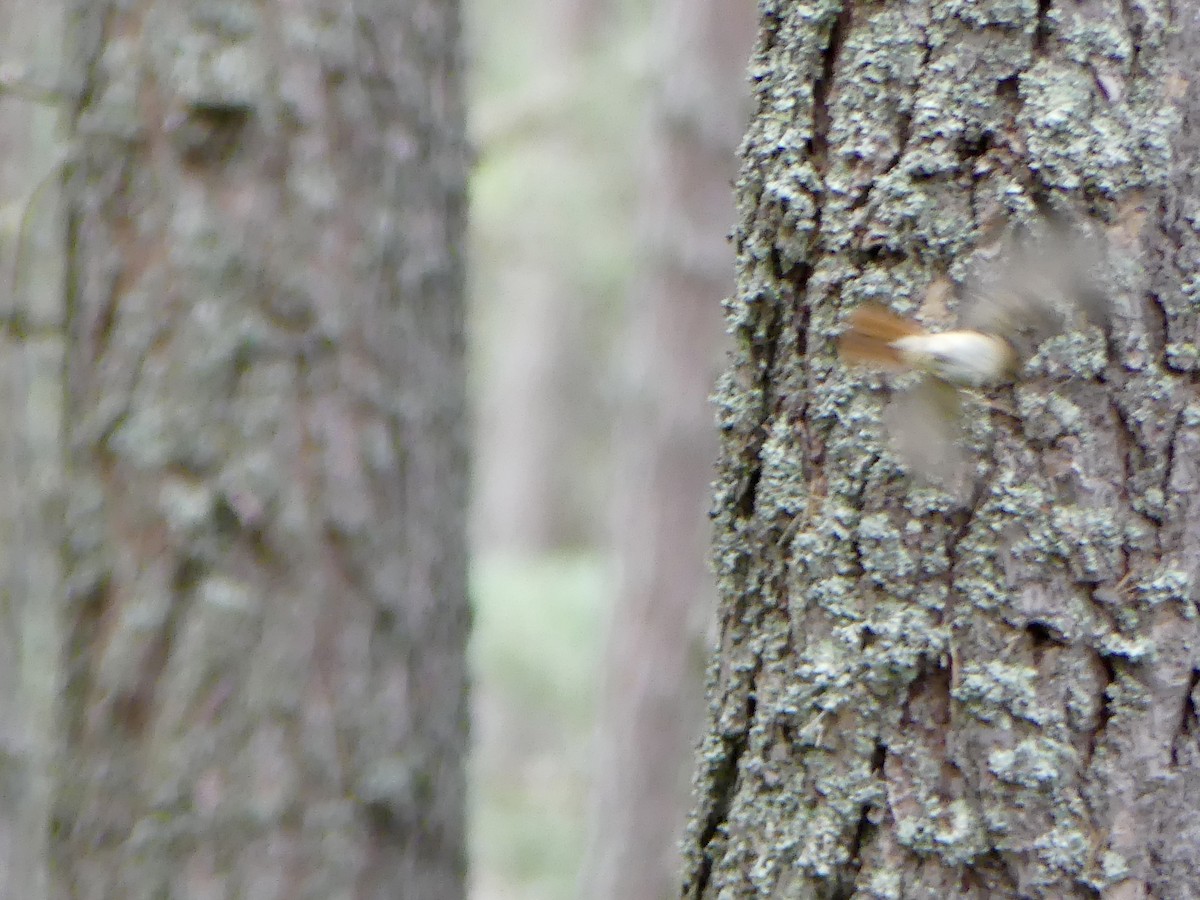 rehek zahradní - ML646029622