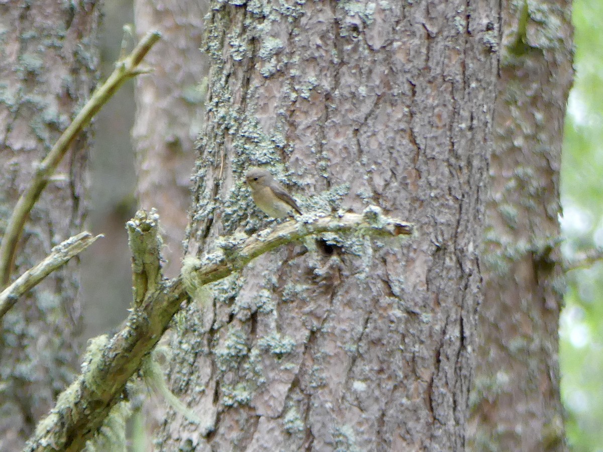 rehek zahradní - ML646029623