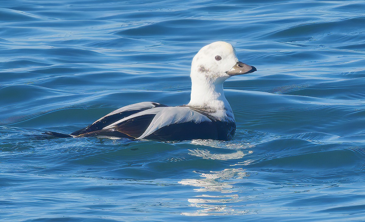 hoholka lední - ML646029624