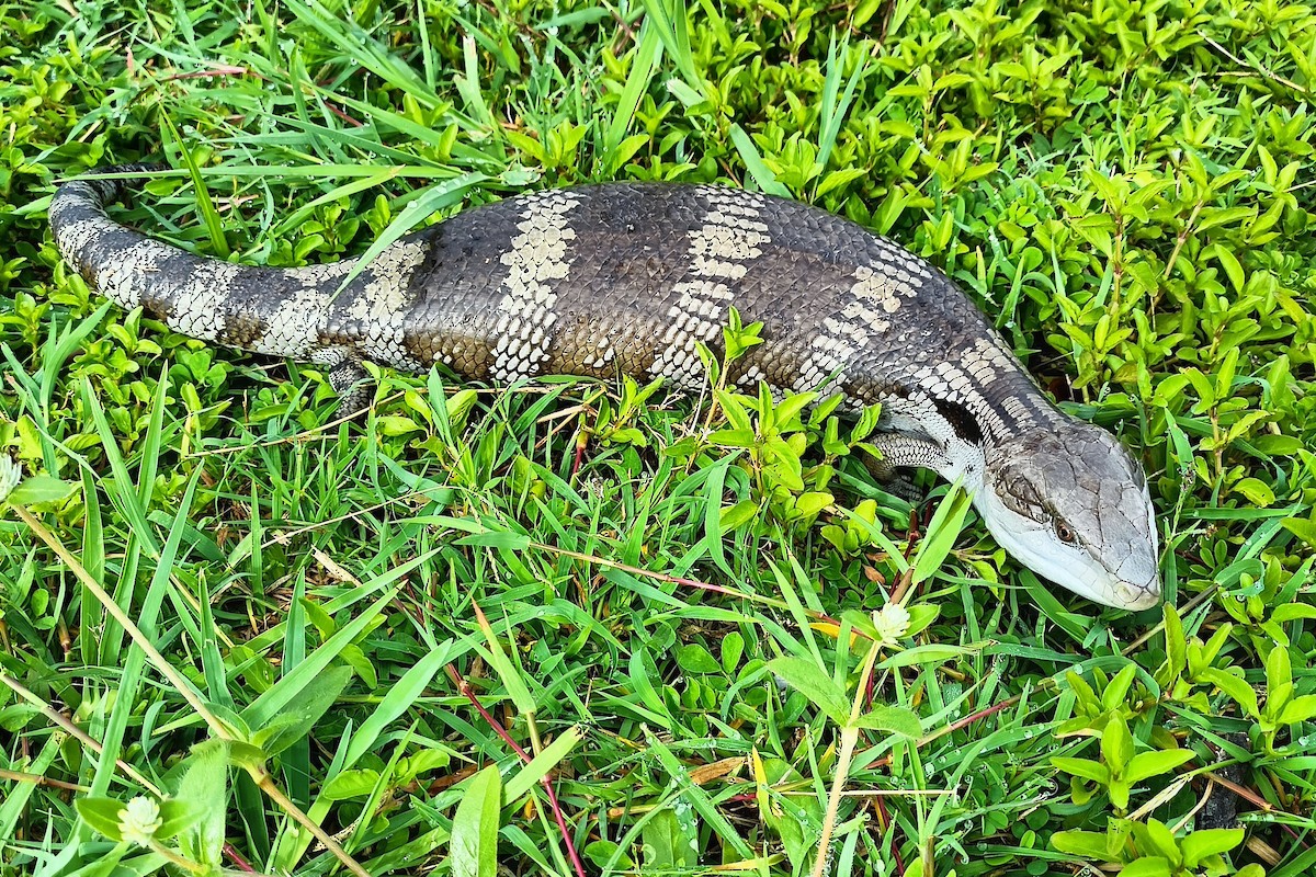 ハスオビアオジタトカゲ - ML646029625