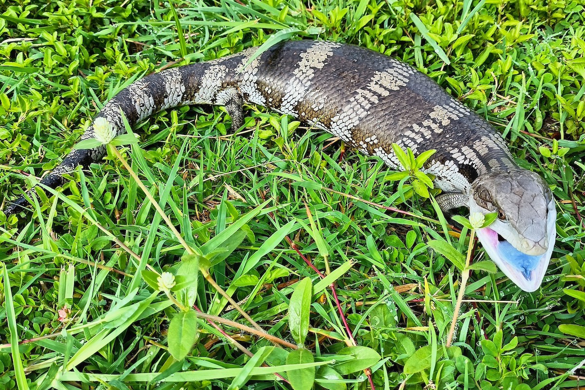 ハスオビアオジタトカゲ - ML646029626