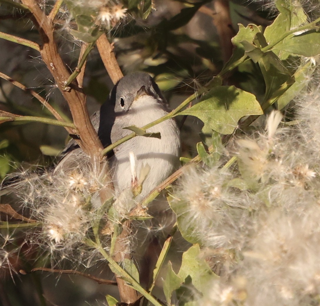 leskot modrošedý - ML646029628