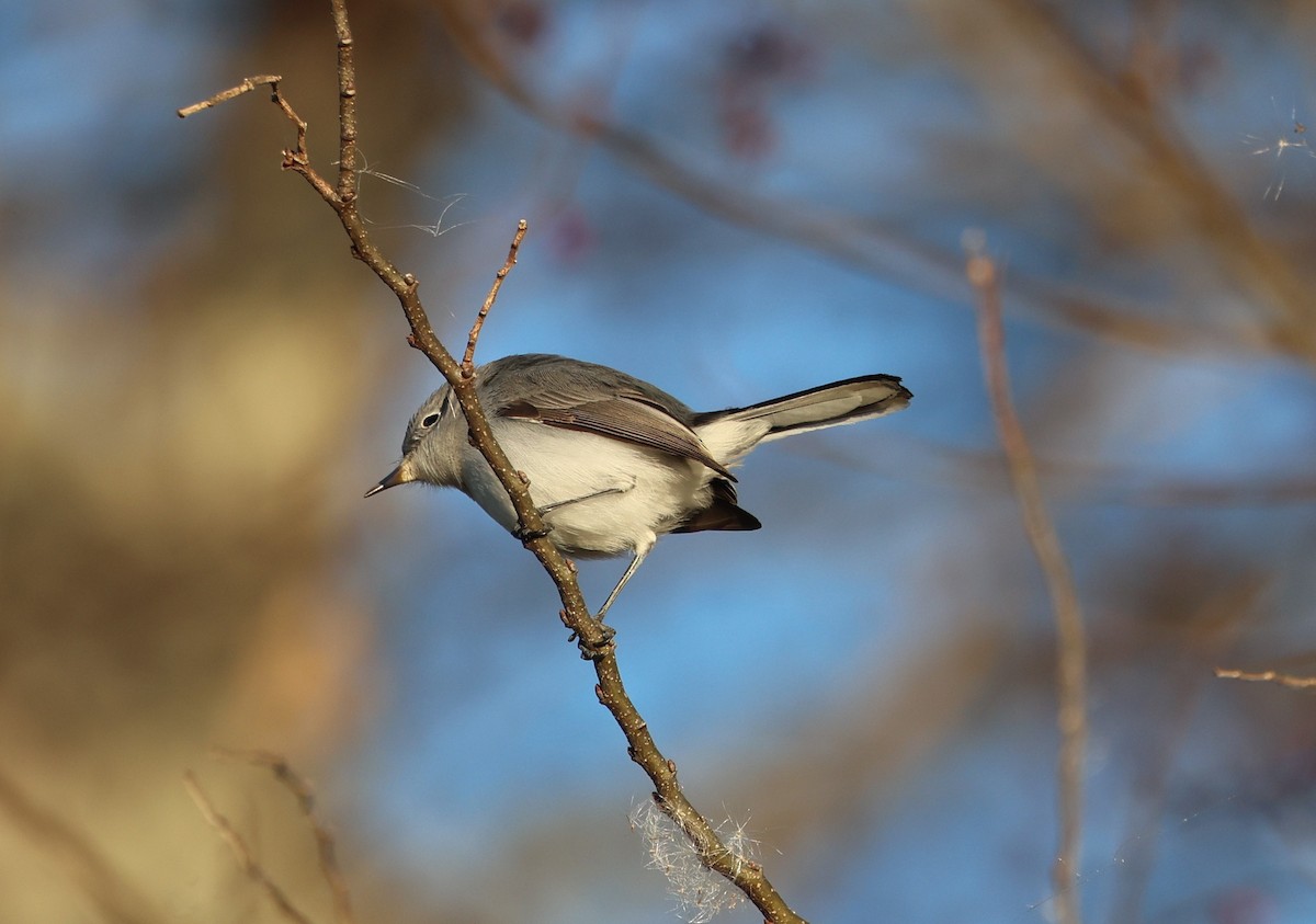 leskot modrošedý - ML646029629