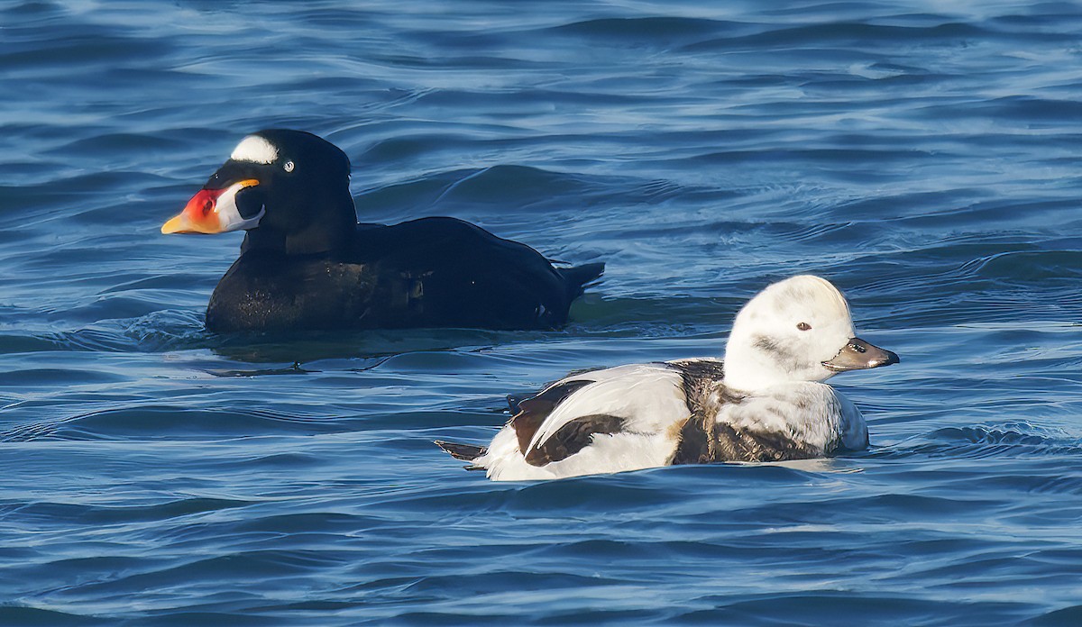 hoholka lední - ML646029633