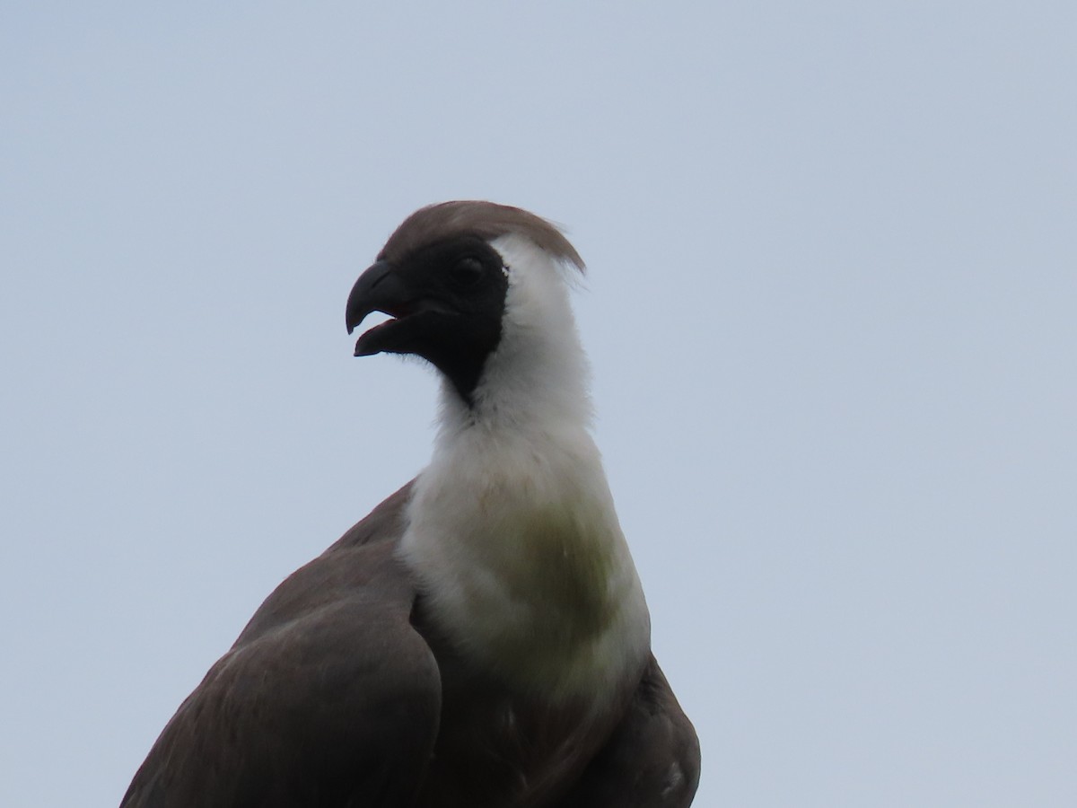 sparák naholící - ML646029634