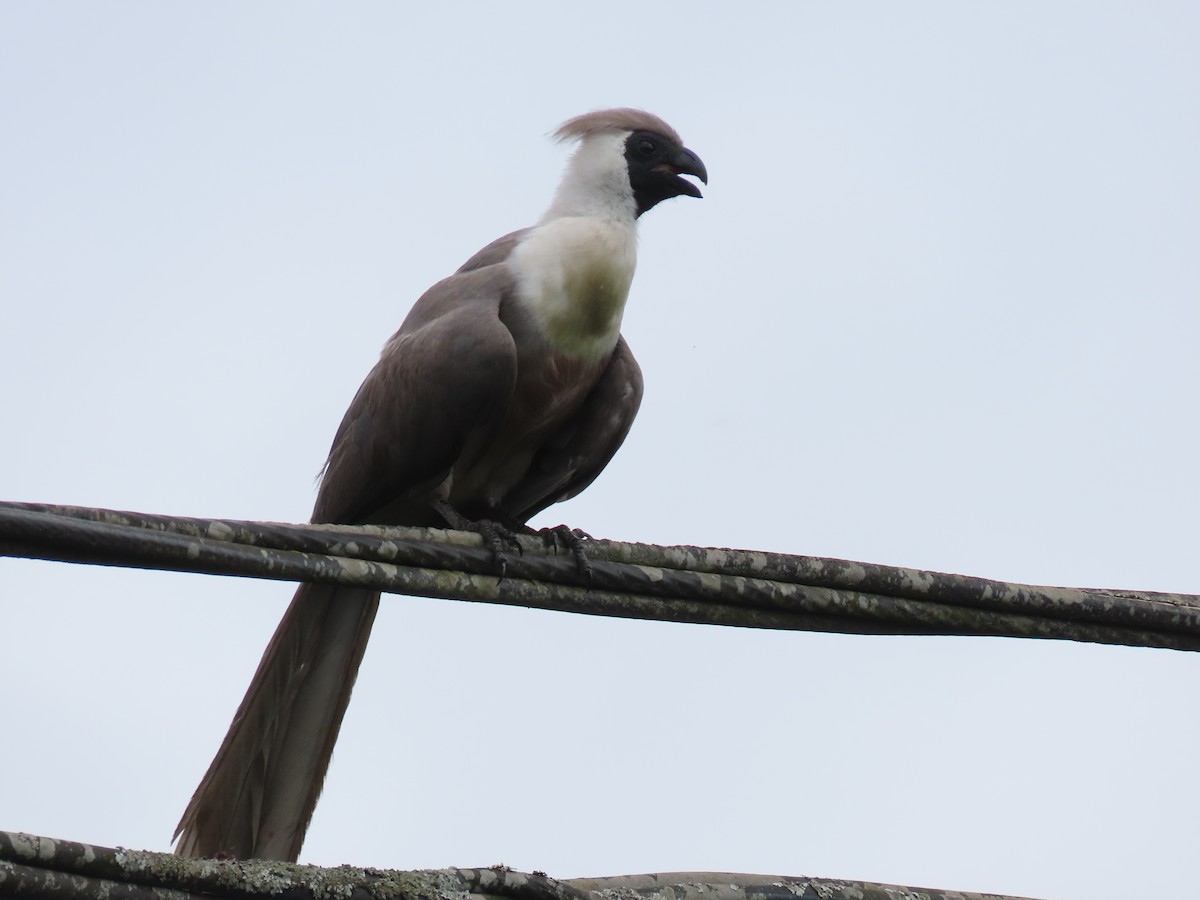 sparák naholící - ML646029635