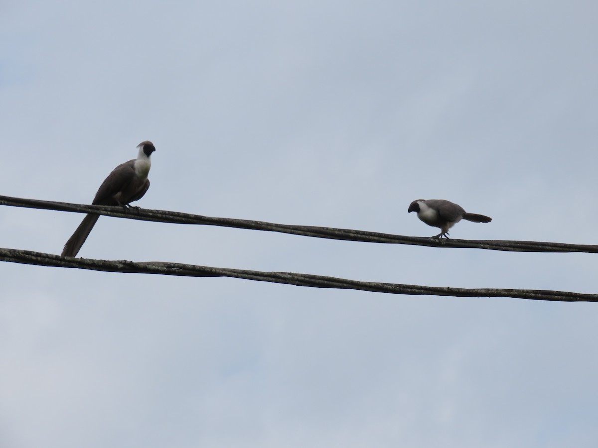 sparák naholící - ML646029636