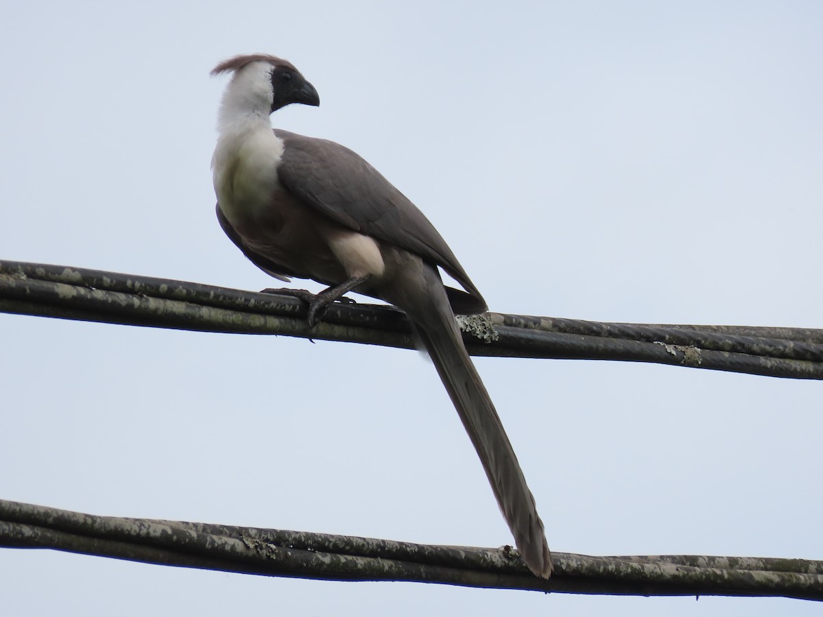 sparák naholící - ML646029637