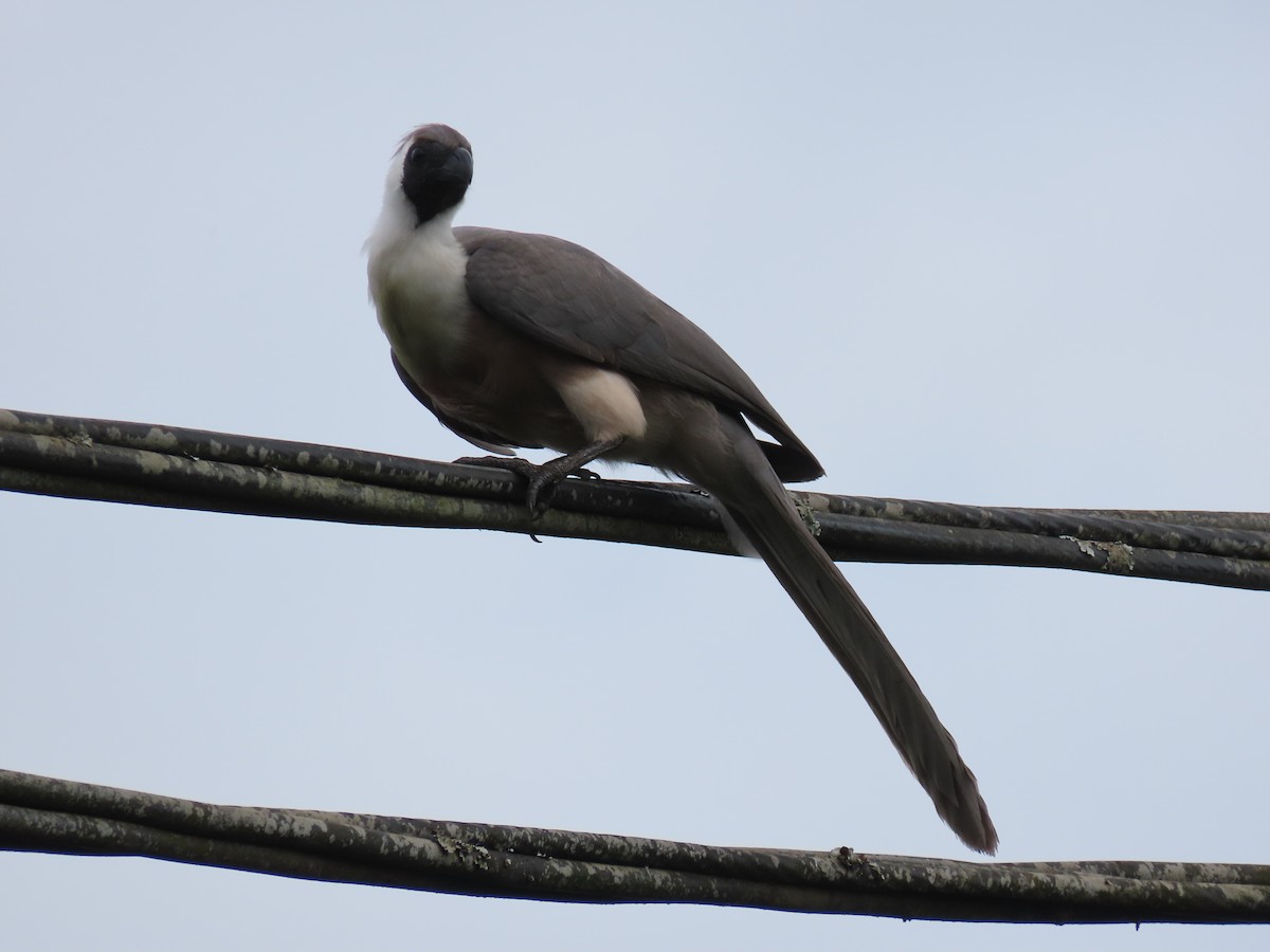 sparák naholící - ML646029638