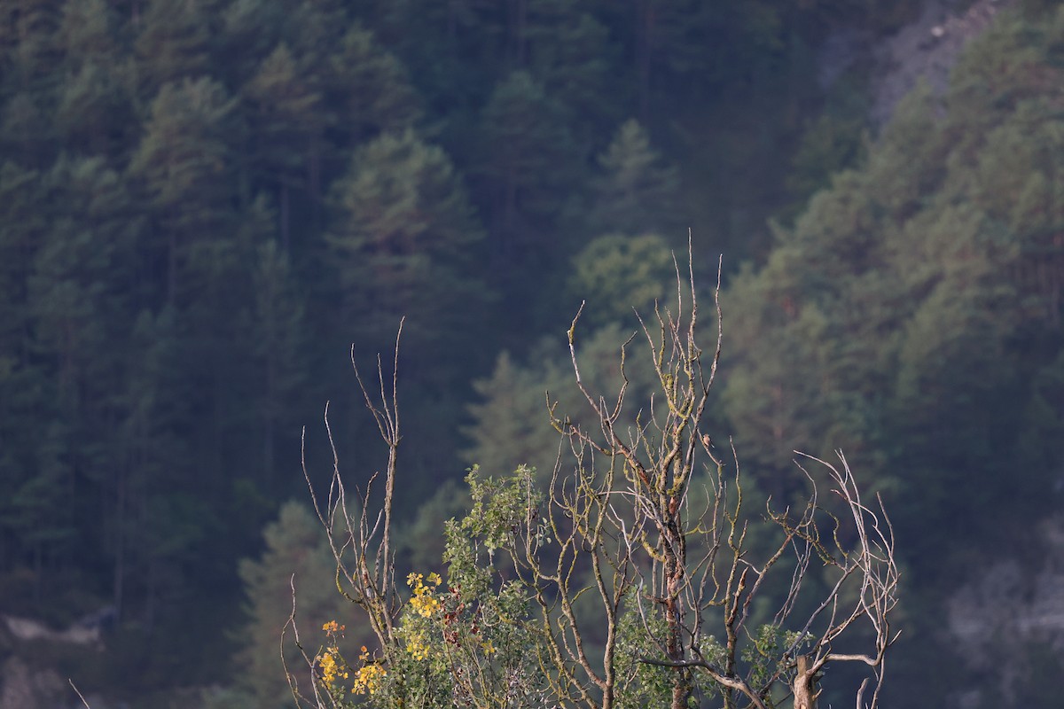 pěnkava obecná - ML646029639