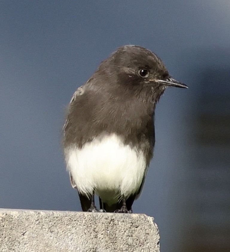 Black Phoebe - ML646029640