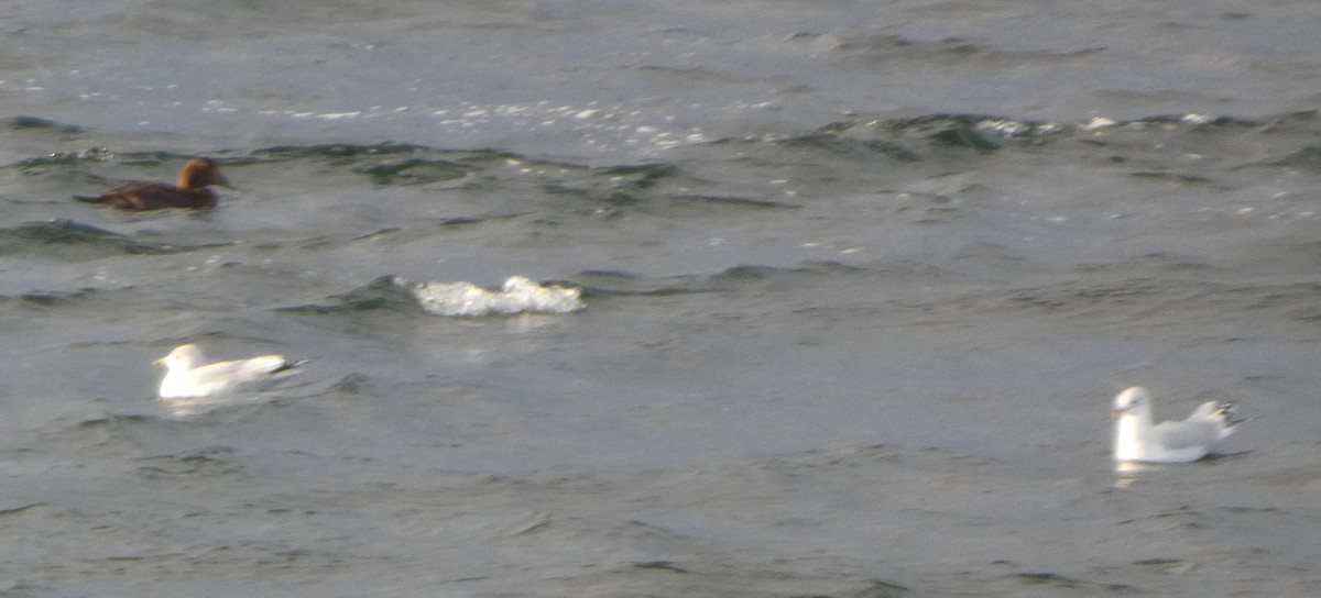 kajka mořská - ML646029641