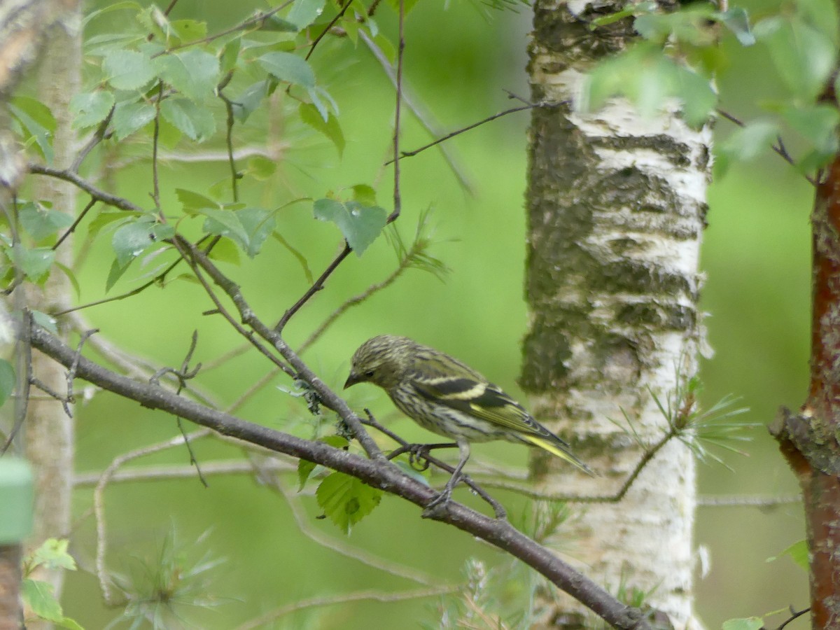 čížek lesní - ML646029642