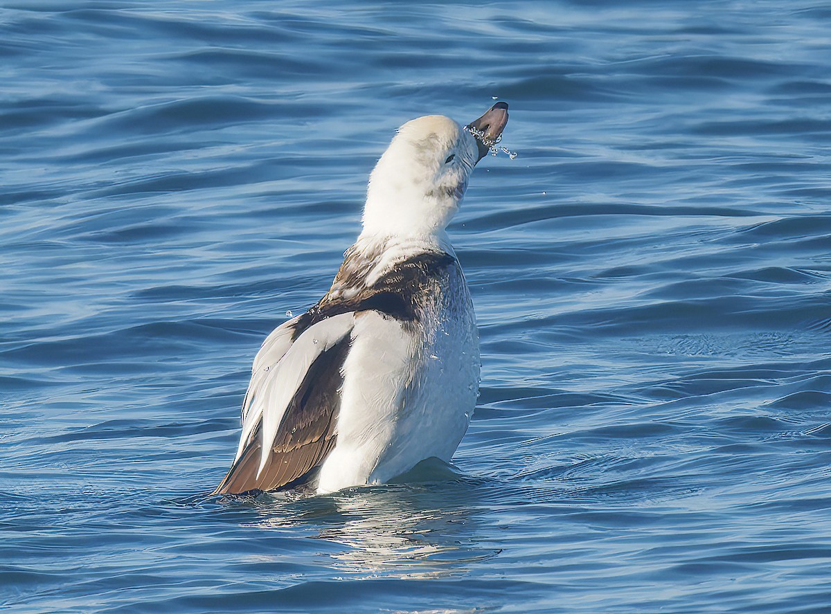 hoholka lední - ML646029643