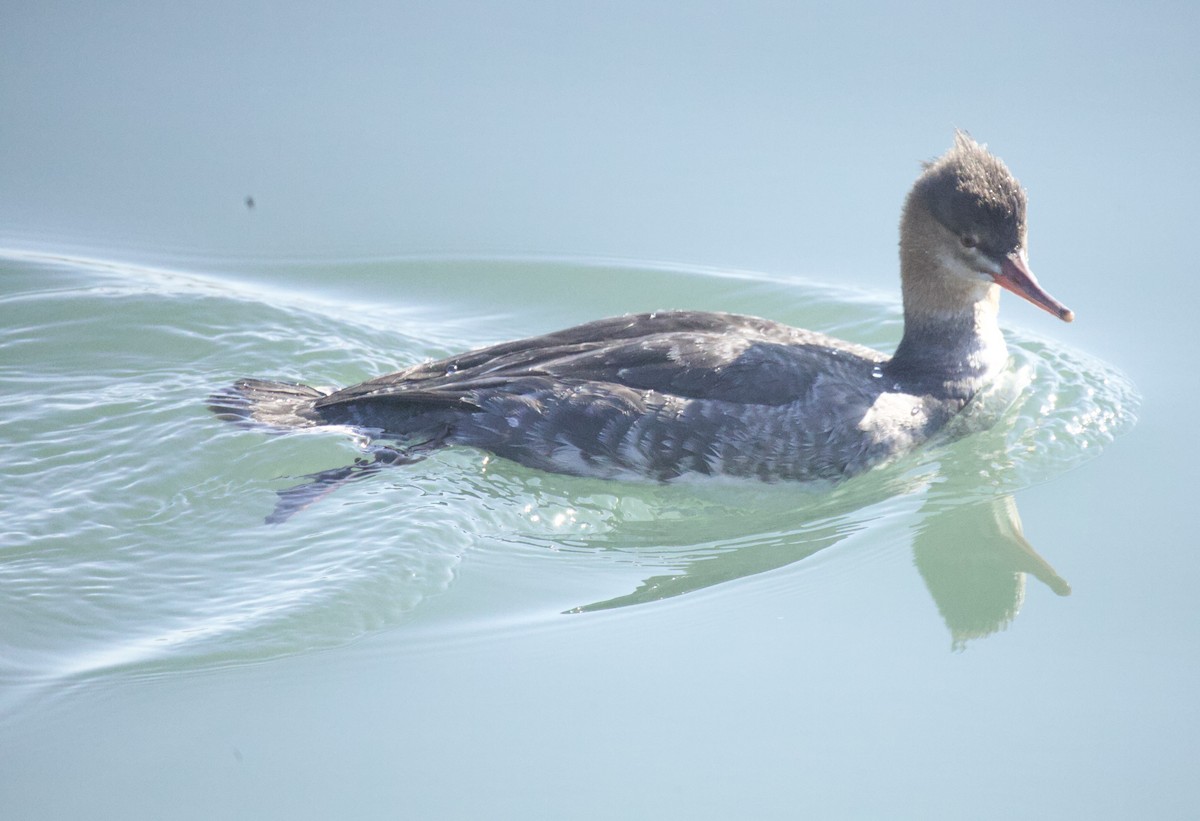 morčák prostřední - ML646029644