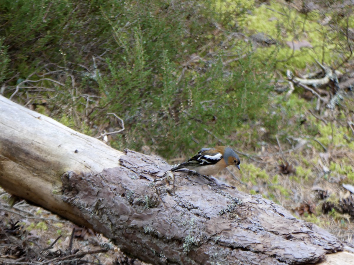 Common Chaffinch - ML646029646