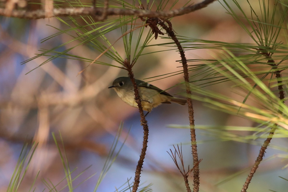 králíček americký - ML646029647