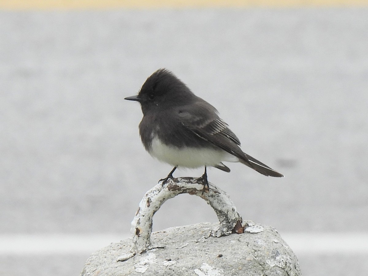 Black Phoebe - ML646029648
