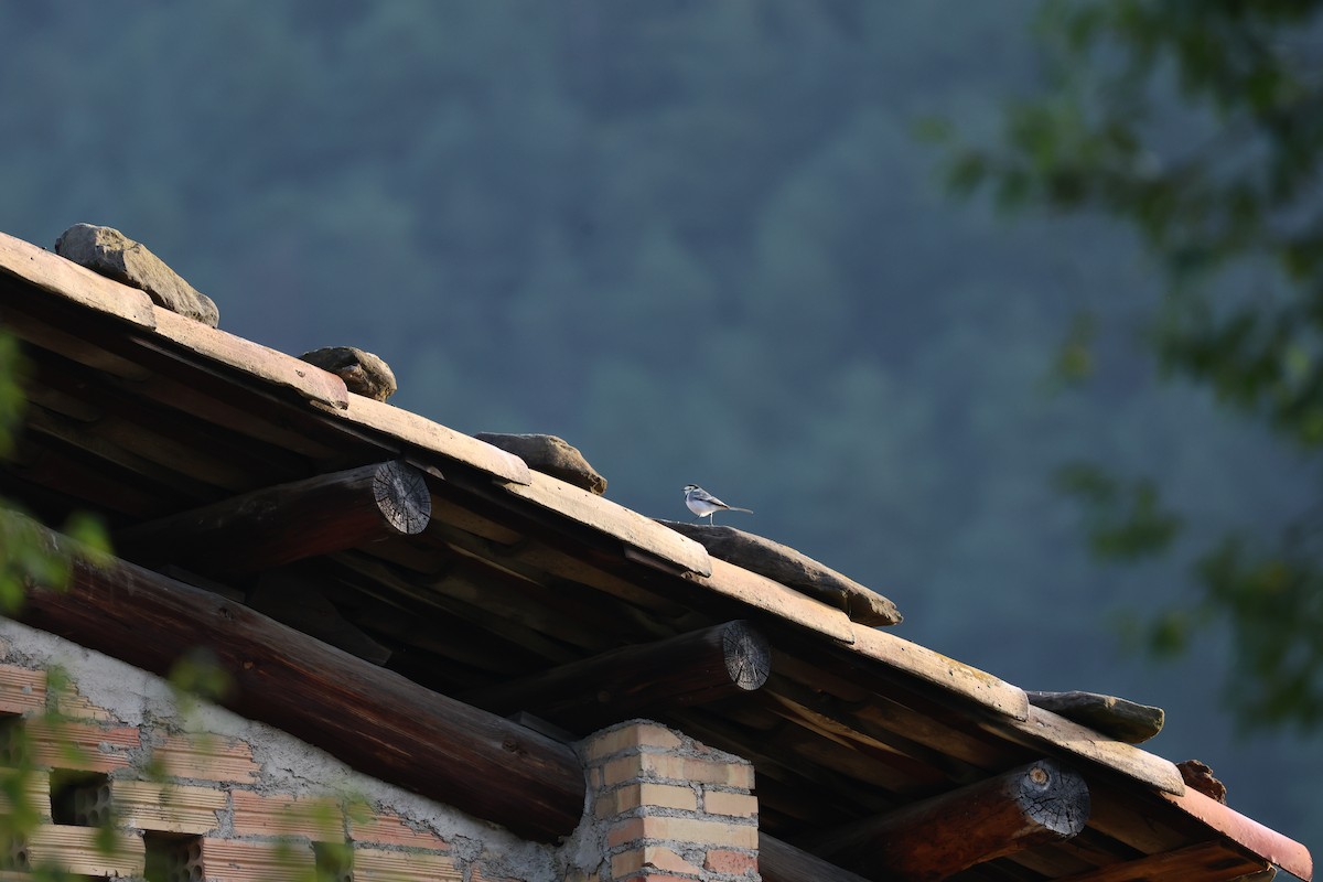 konipas bílý - ML646029649