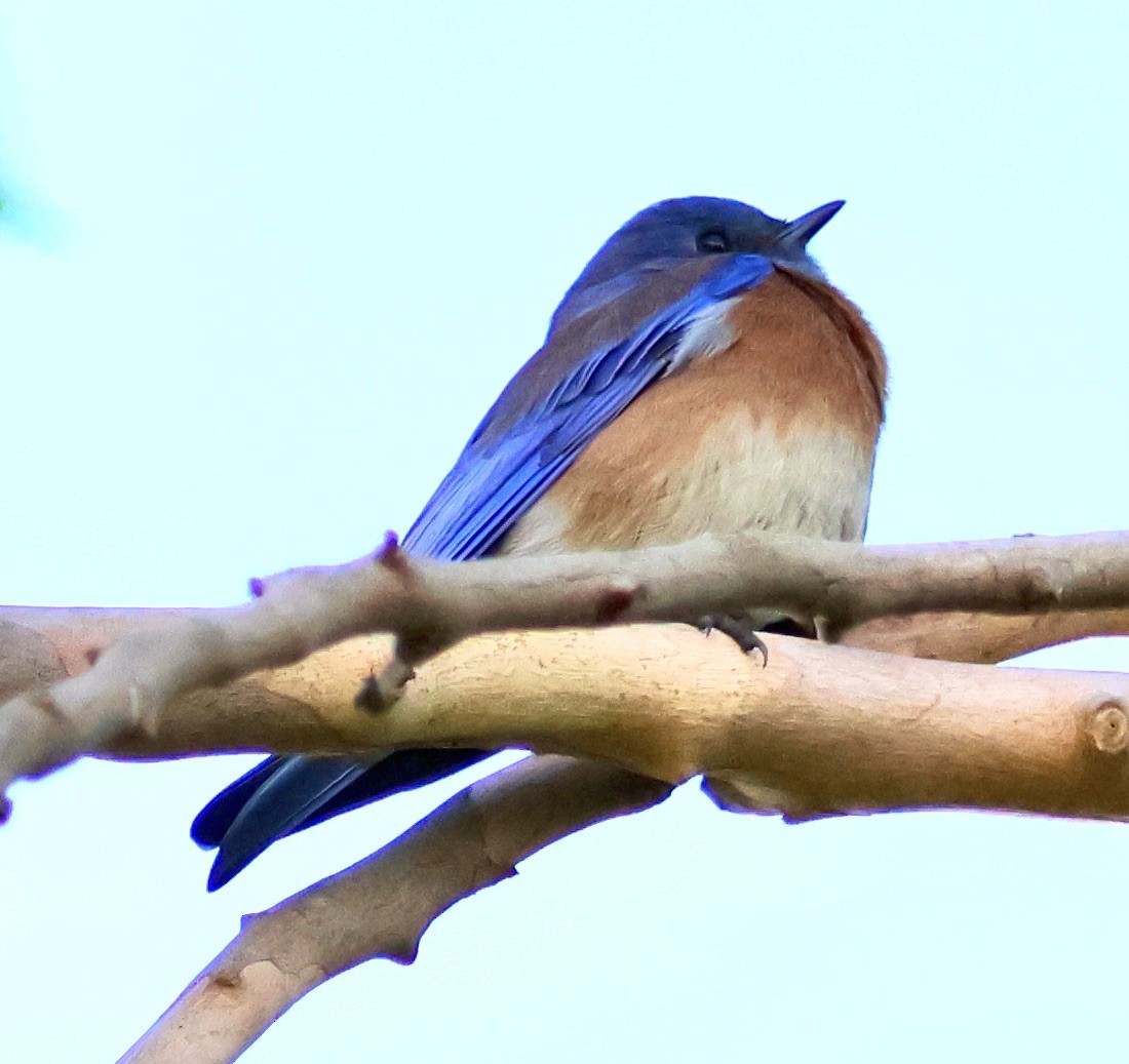 salašník západní - ML646029650