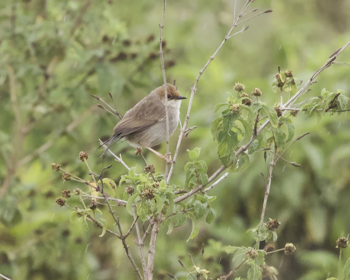 Hunter's Cisticola - ML646029651