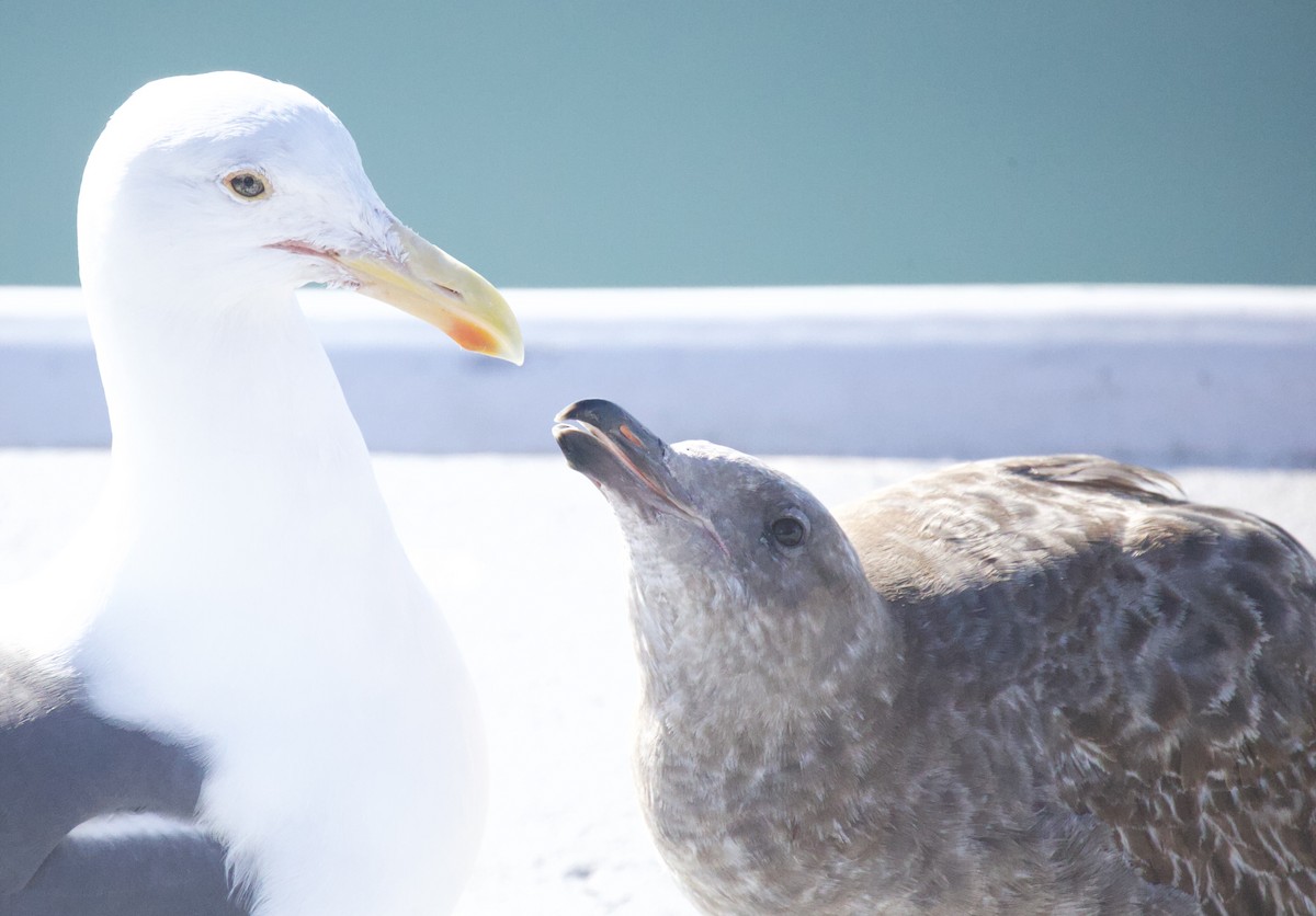 Western Gull - ML646029652