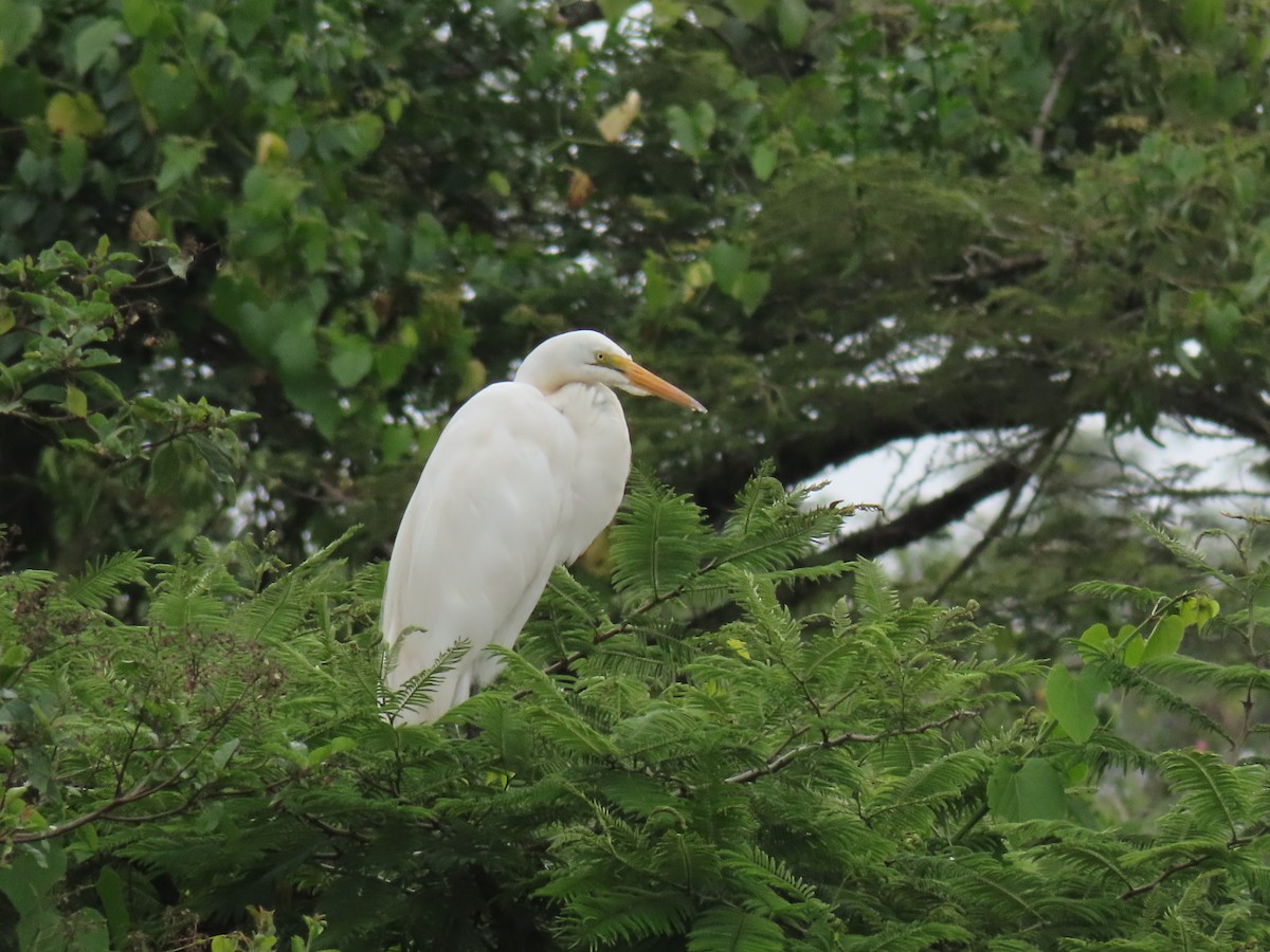 Koartza zuria - ML646029654