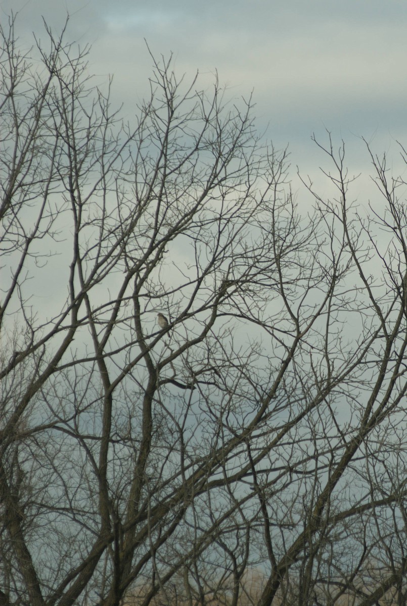 Канюк неоарктичний - ML646029656