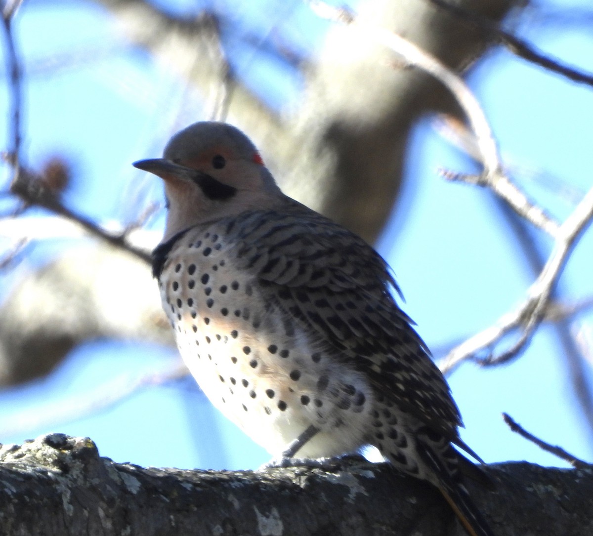 Pic flamboyant - ML646029665