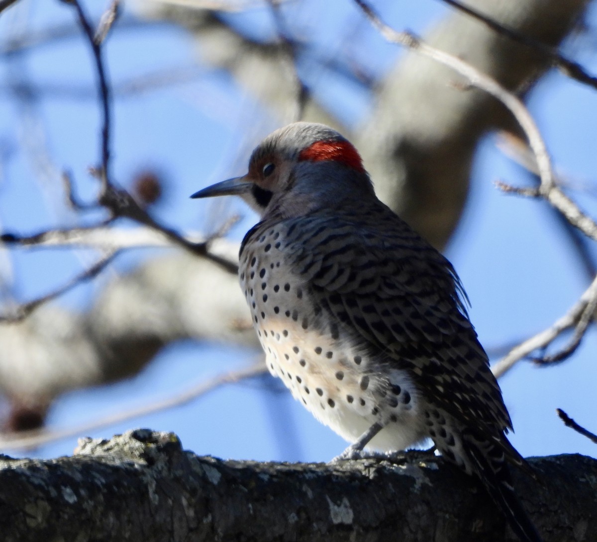 Pic flamboyant - ML646029666