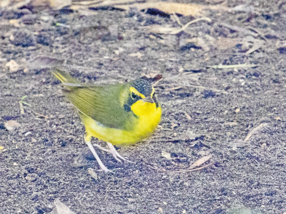 סבכון קנטקי - ML646029669