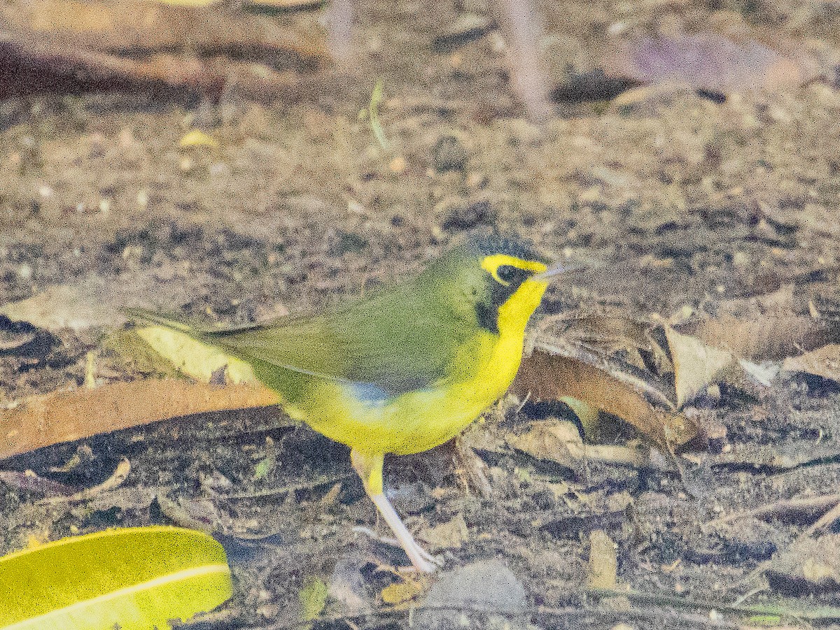 סבכון קנטקי - ML646029670