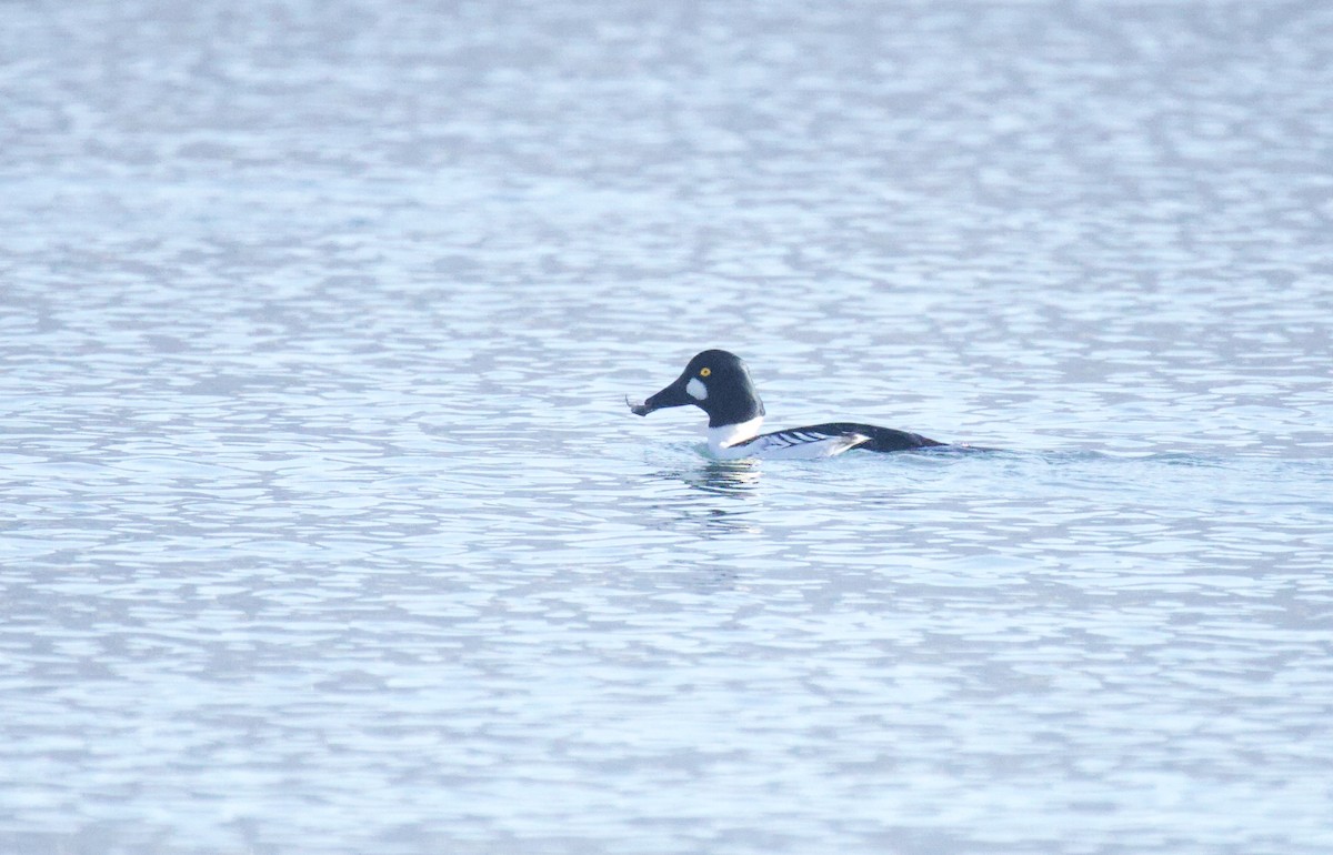 Common Goldeneye - ML646029671