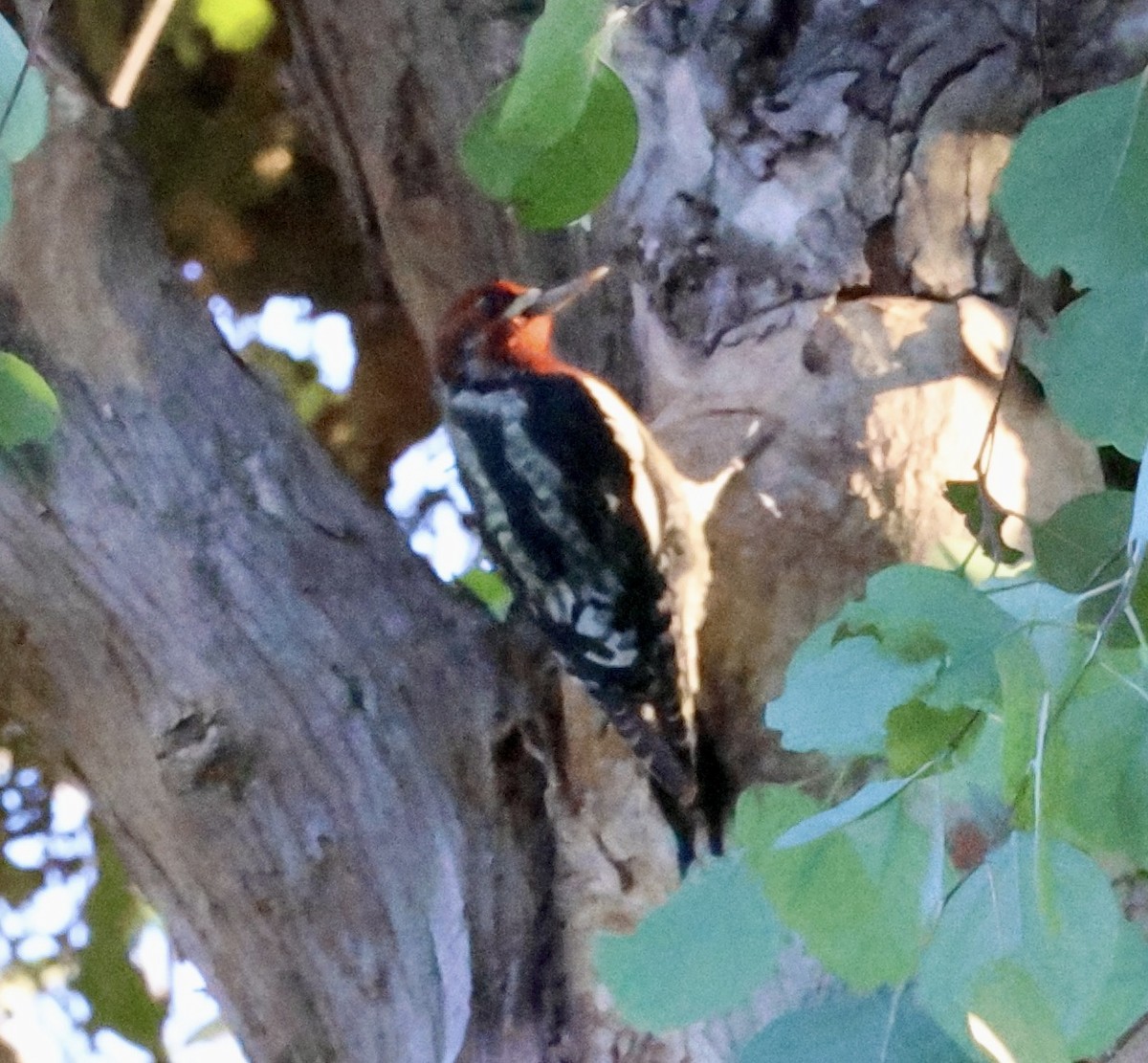 datel červenoprsý - ML646029680