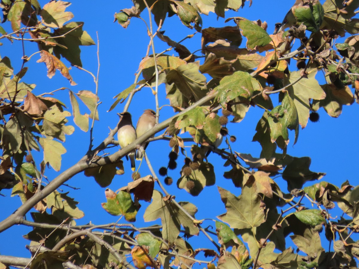 ציצנית אמריקנית - ML646029684