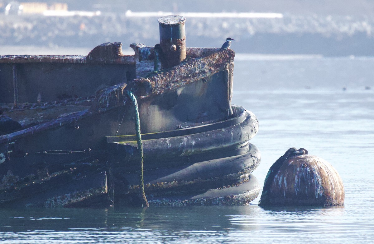Belted Kingfisher - ML646029685
