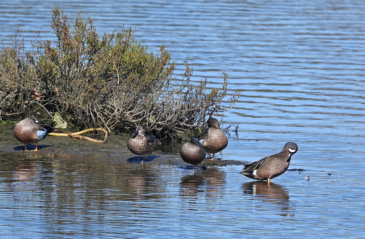 čírka modrokřídlá - ML646029686