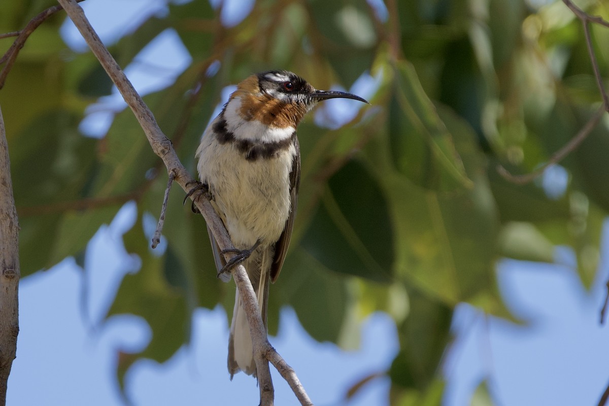 Western Spinebill - ML646029687