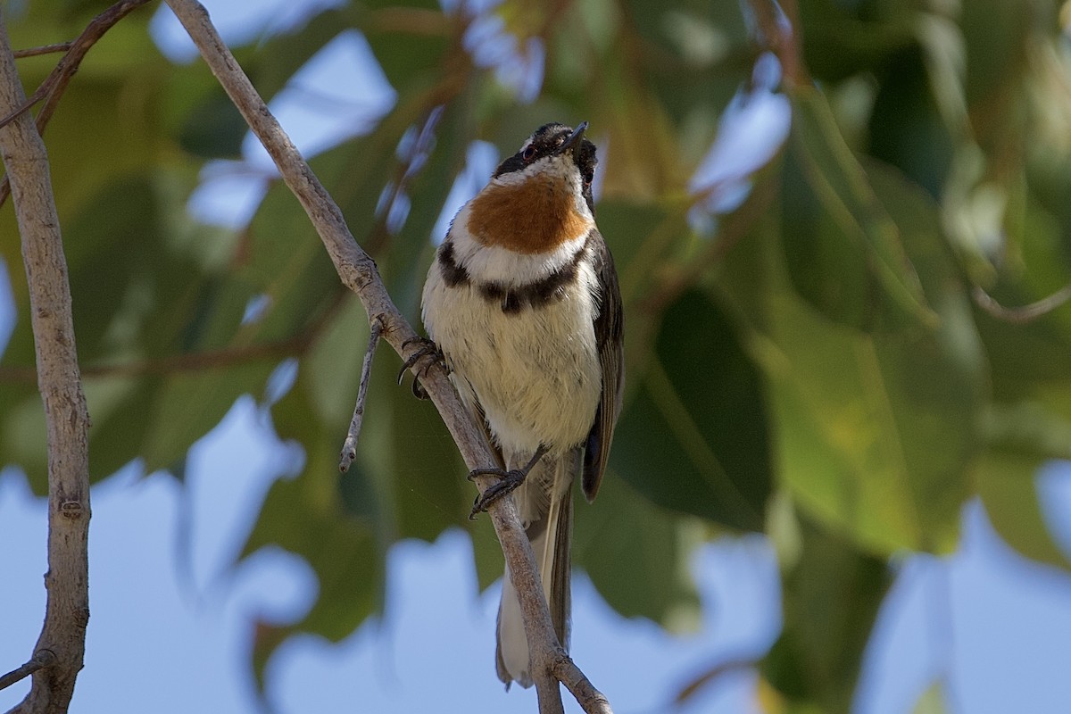 Western Spinebill - ML646029688