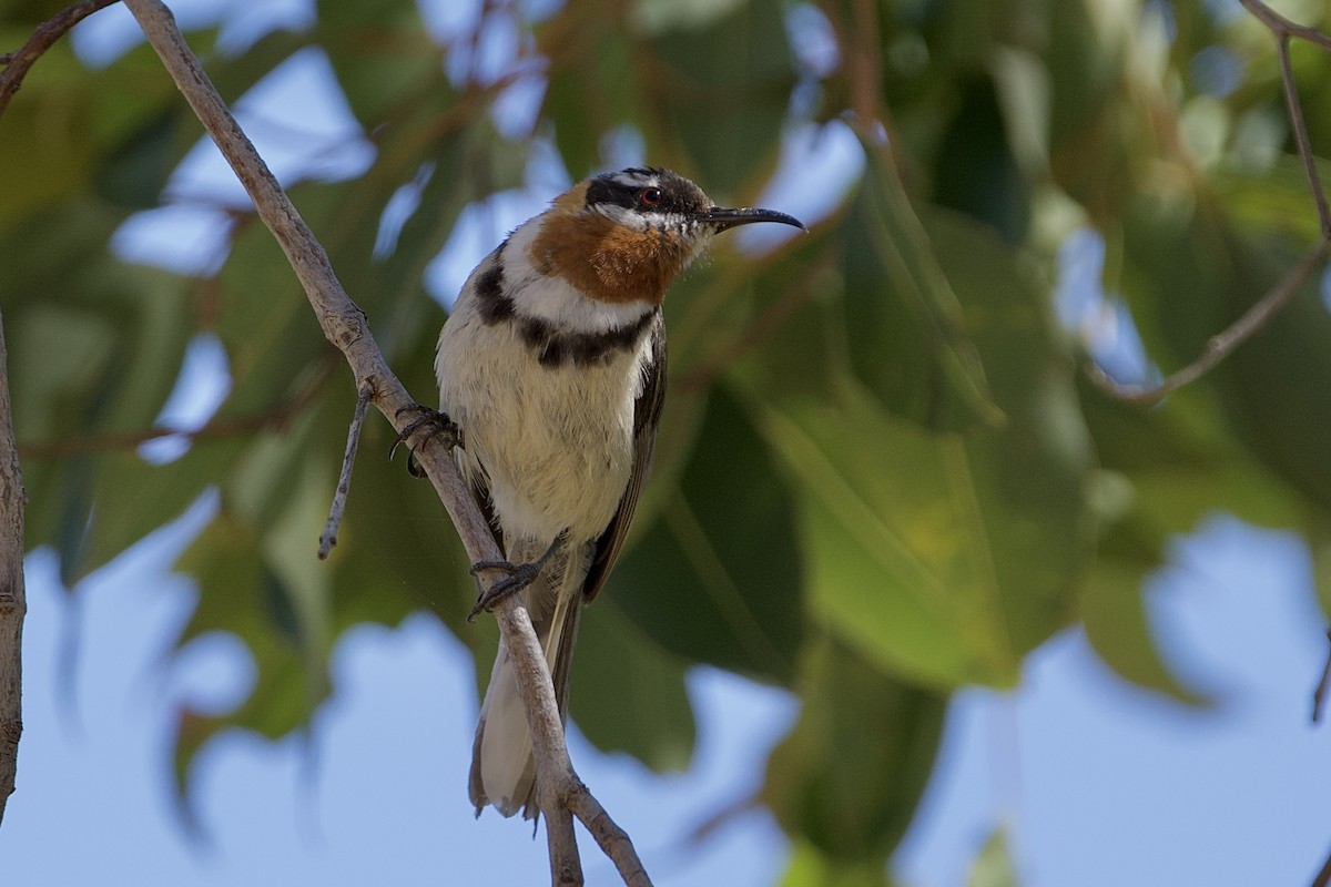 Western Spinebill - ML646029689